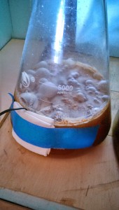 sour culture starter pellicle