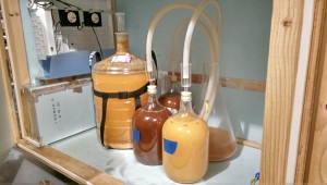 5 gallons of straight cider, 1 gallon of cherry cider, 1 gallon of cyser, and 1 gallon of cherry cyser.