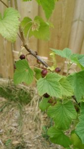 Blackcurrants growing on a bush - a source for bioprospecting